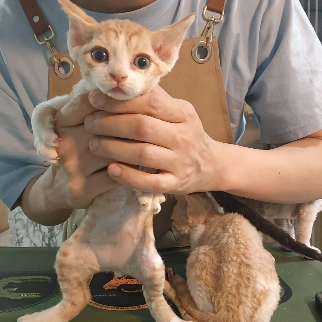 德文卷毛猫重点色德文德文卷毛猫德文卷毛猫