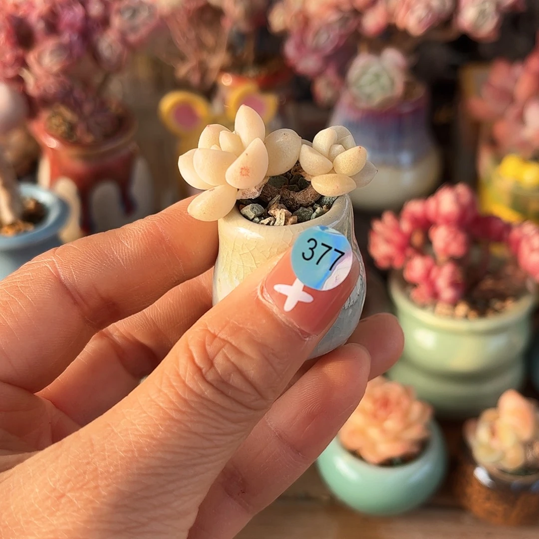 377多肉含盆土30元包邮除偏远