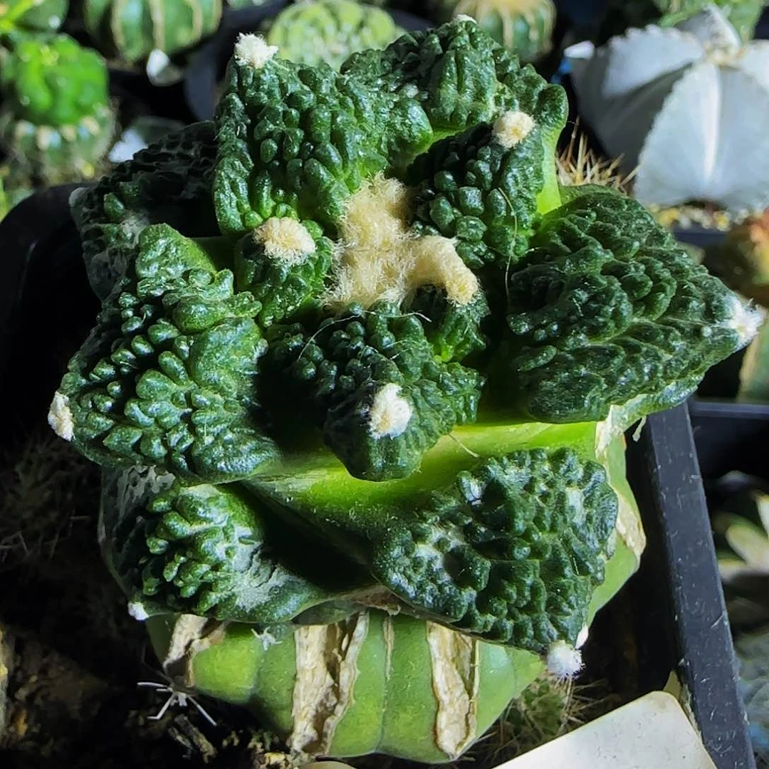 哥斯拉868仙人球