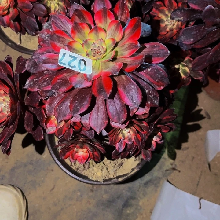027火烧云多肉植物处理不售后
