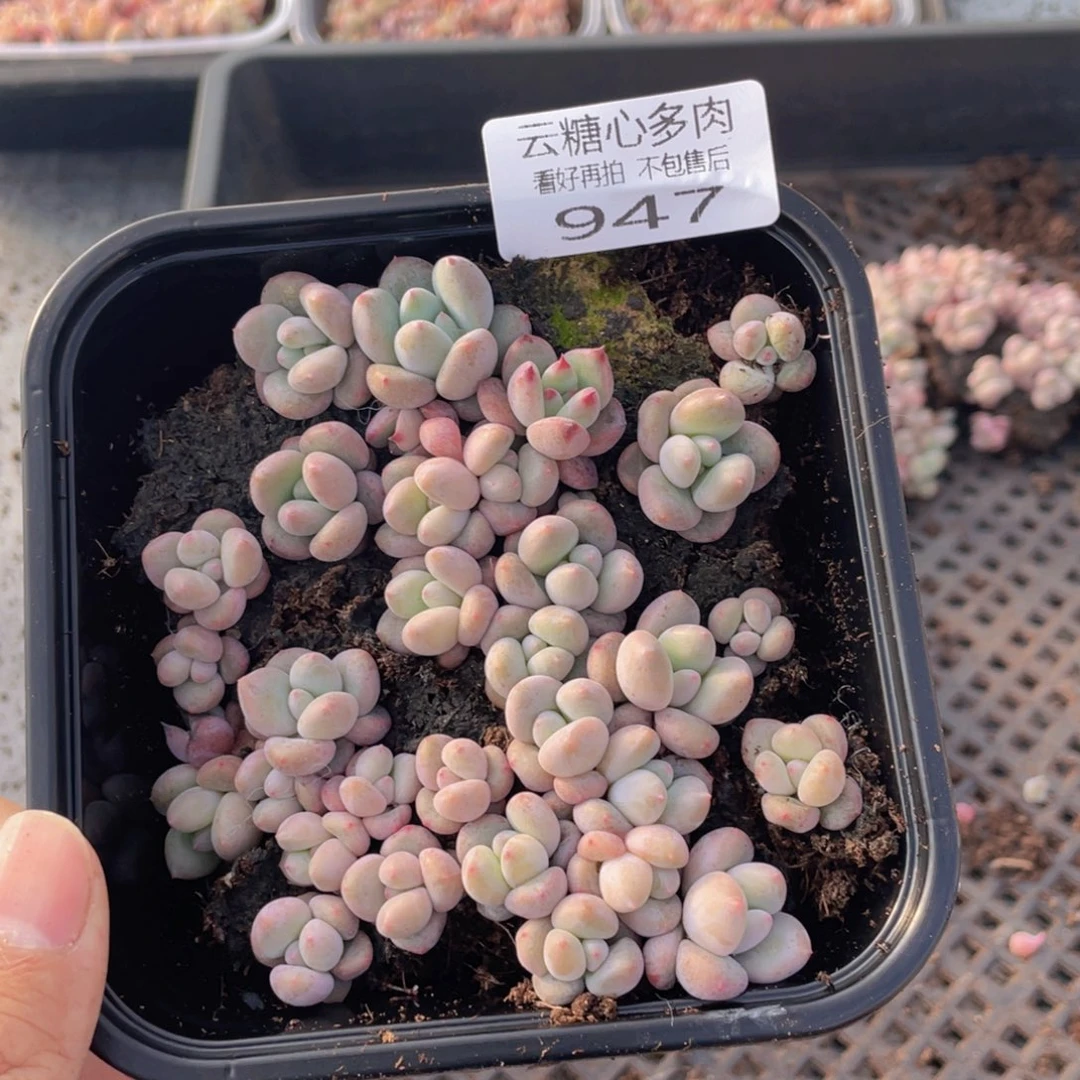 云糖心多肉植物947