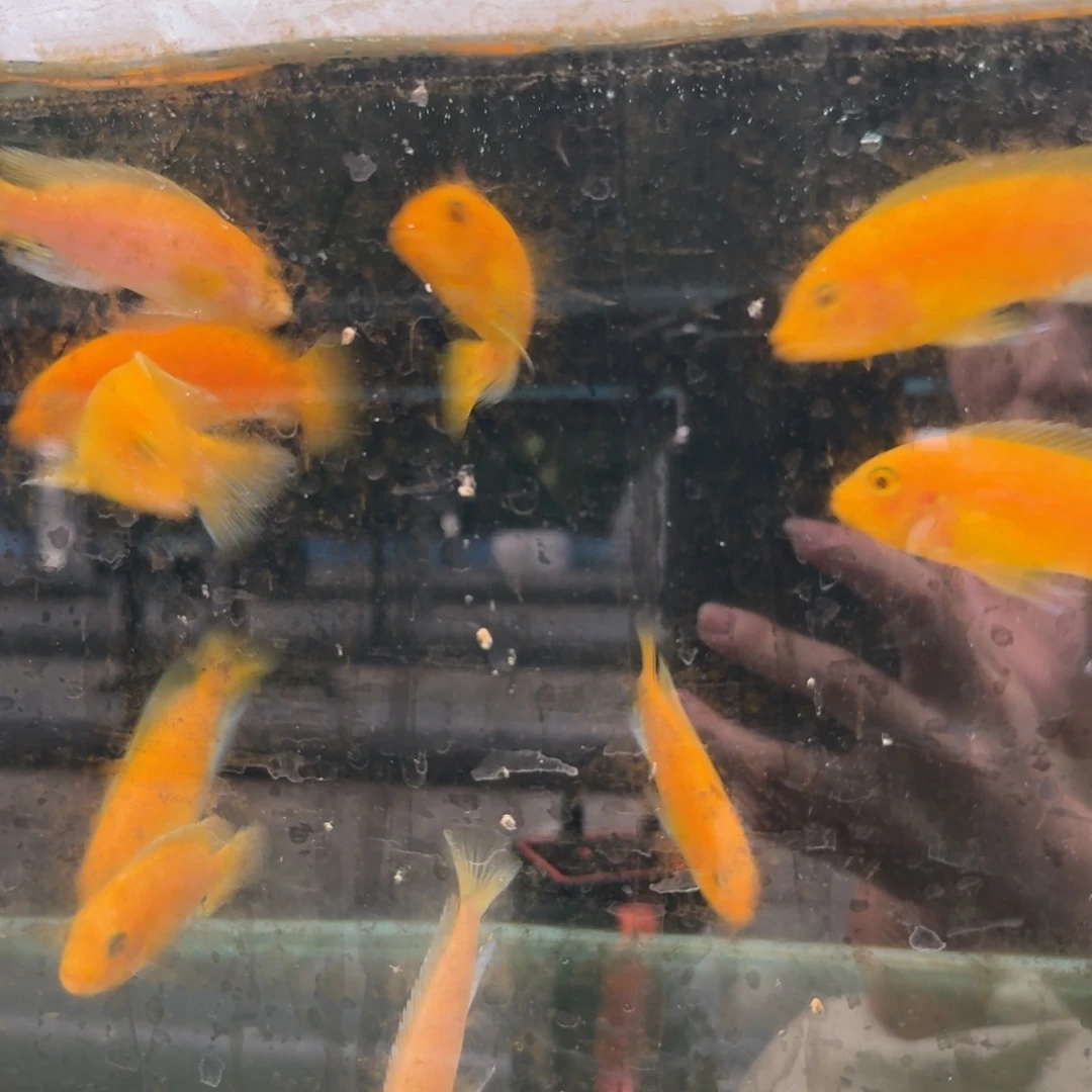 丷***光海水12公分埃斯特斑马
