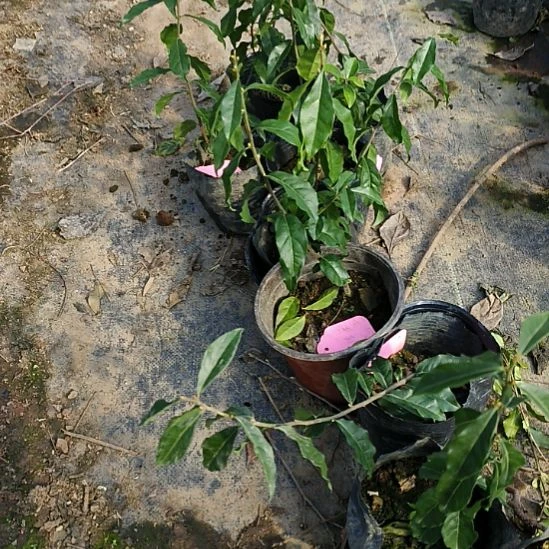 无花朵大车厘子金弹子嫁接