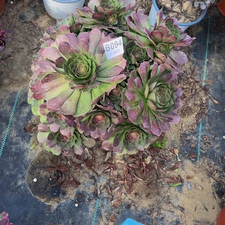 094万圣节多肉法师不包断枝