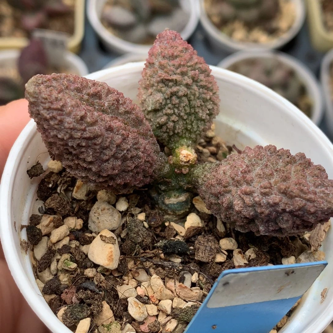 实生水泡一物一拍包邮