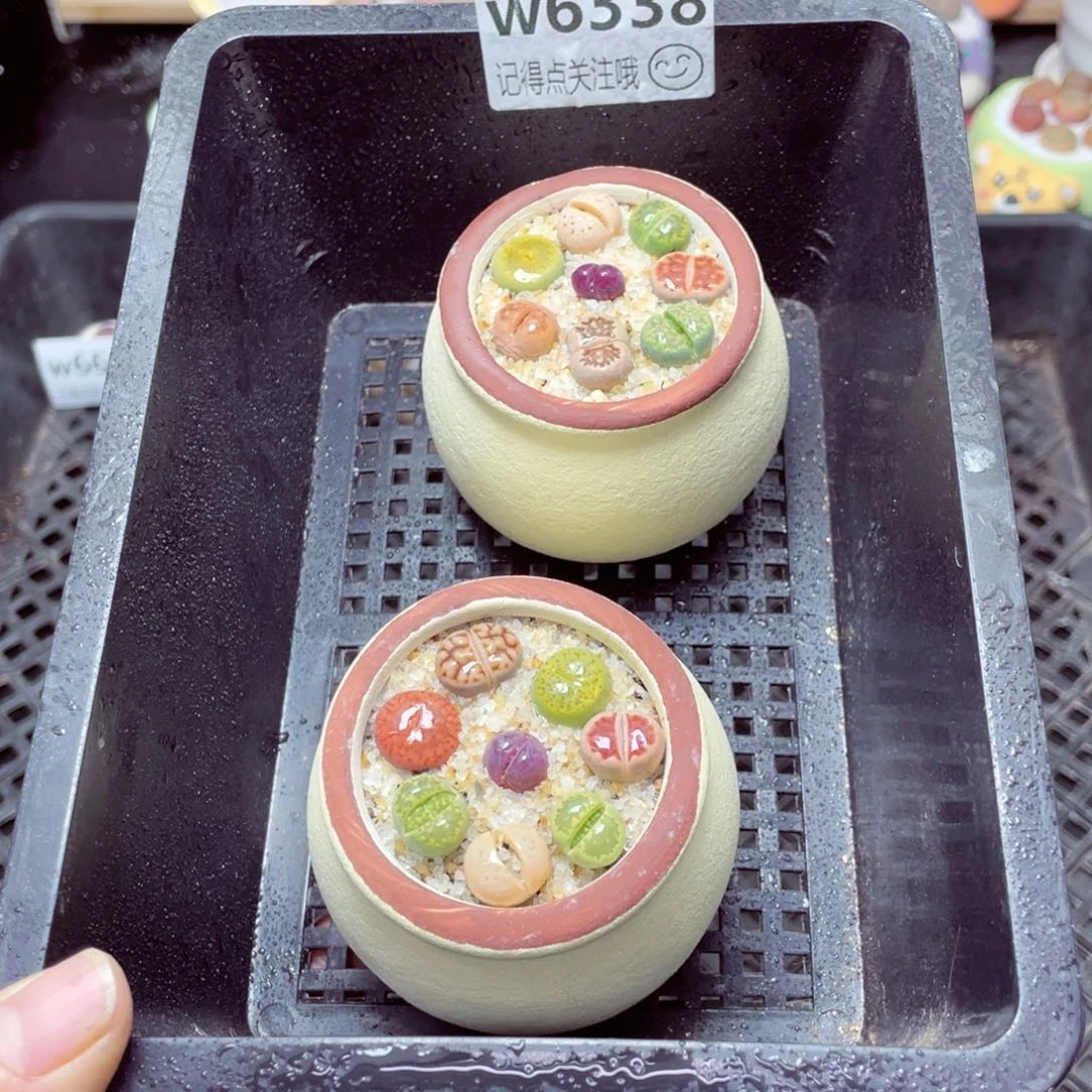 w6338大肚锅一份一盆量拍