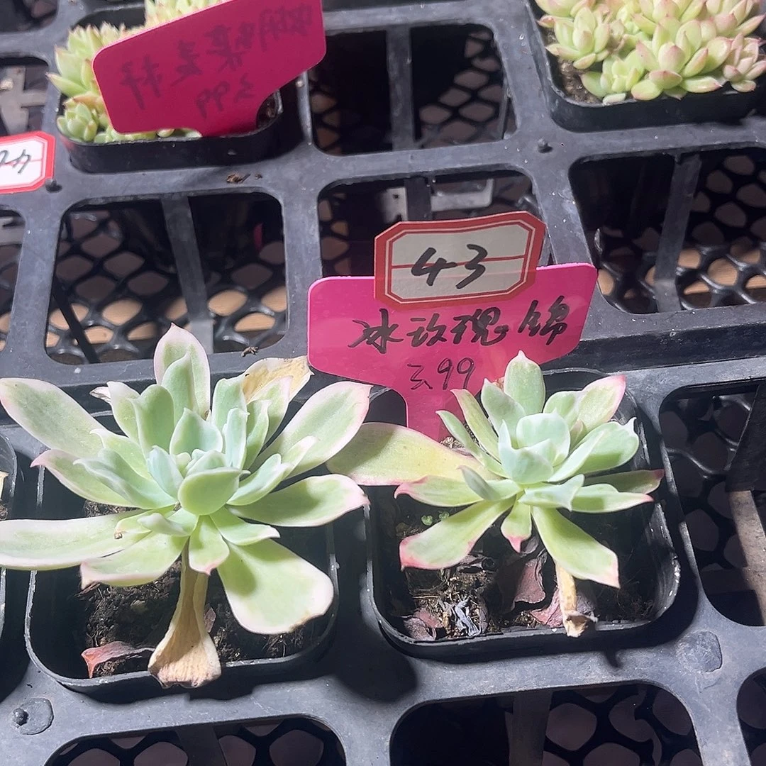 冰玫瑰锦满12包邮