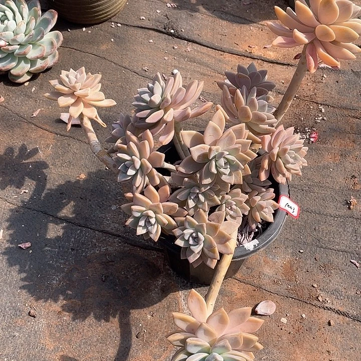 1003淡雪 一物一拍多肉