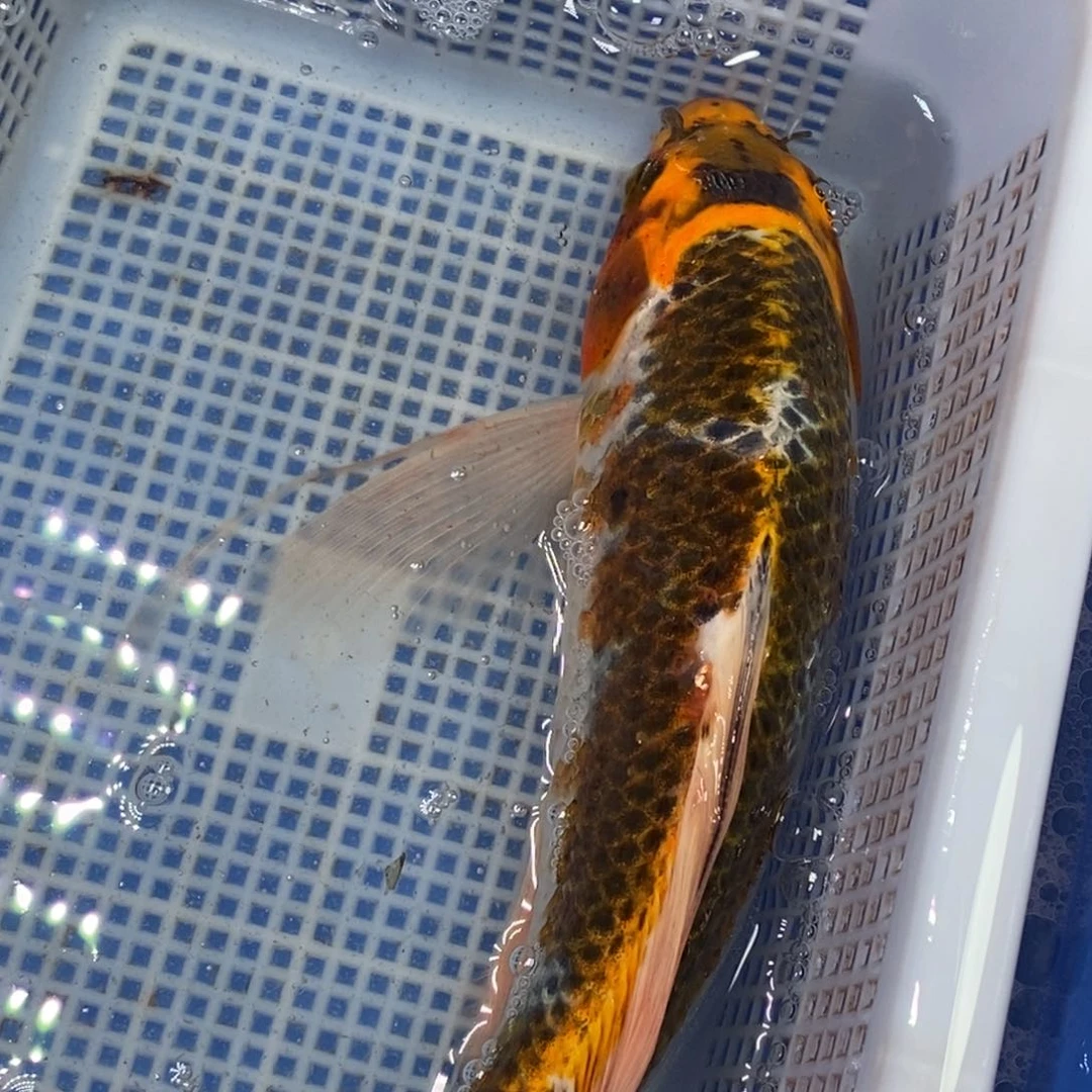 锦鲤冷水锦鲤包邮