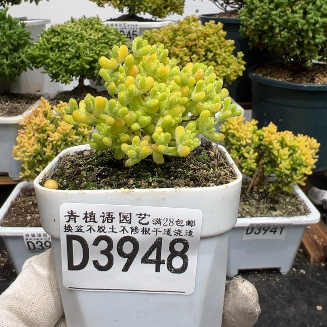 d3948黄金莱斯枝干