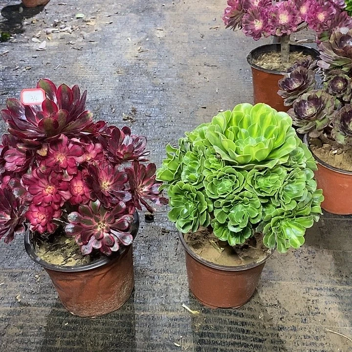 34，2颗有修枝多肉法师