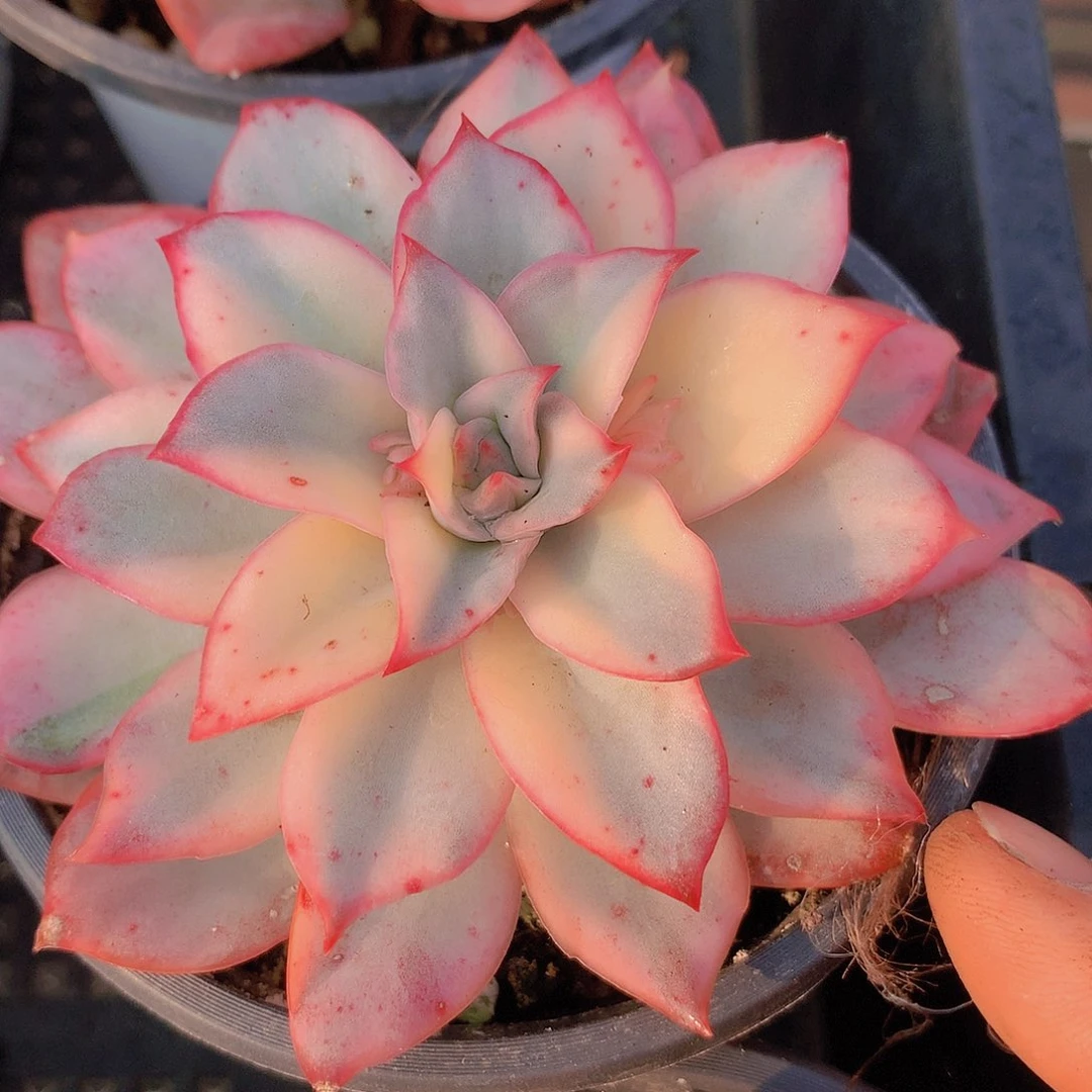 月光女神锦234567788999990