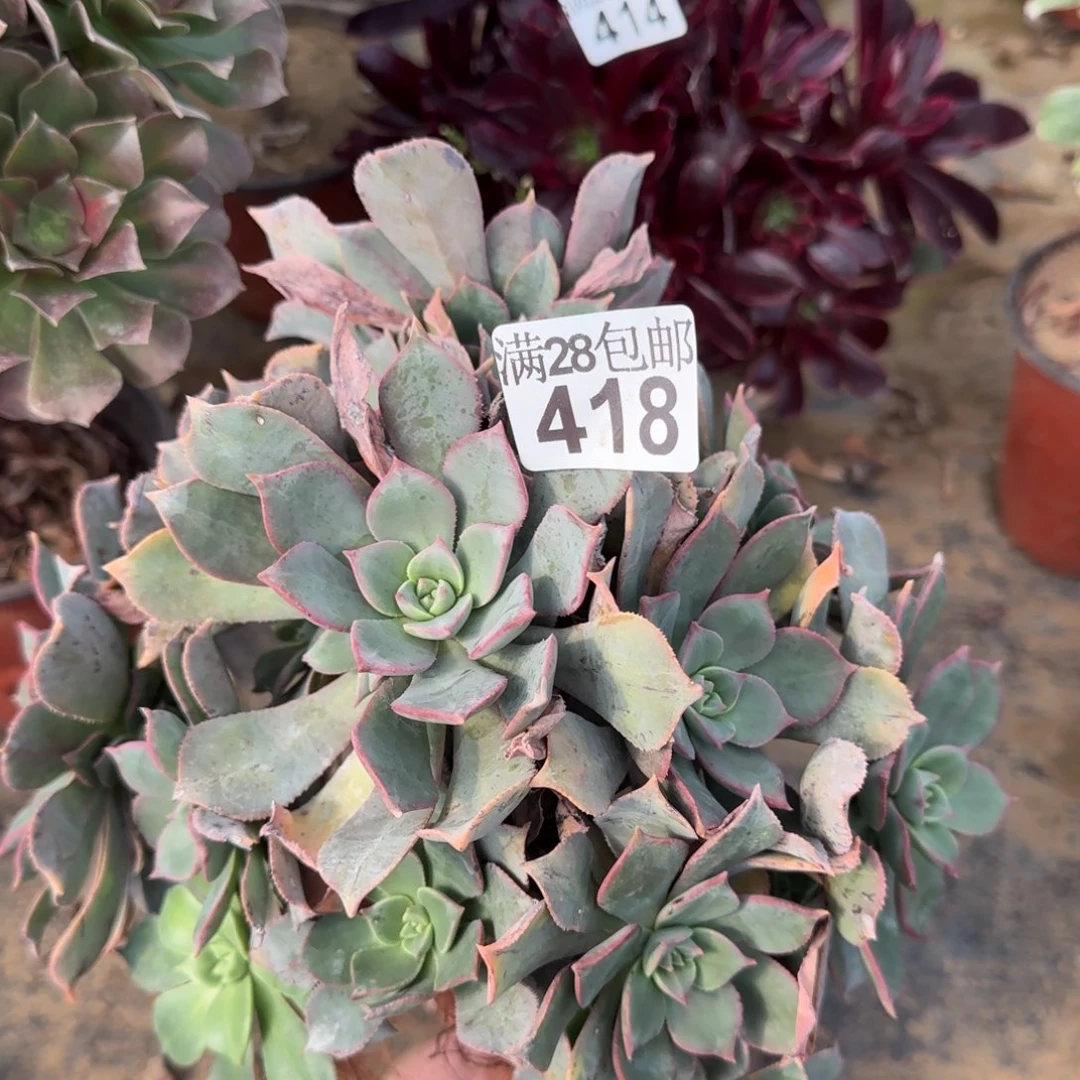 粉仙桃418满28包邮断枝不包