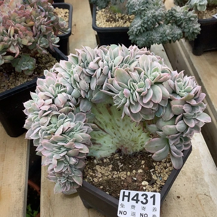原始伯克利缀 非偏远38包邮 节后后