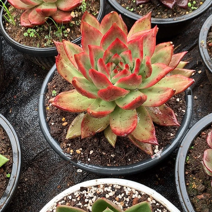 美肉特价活动开始啦