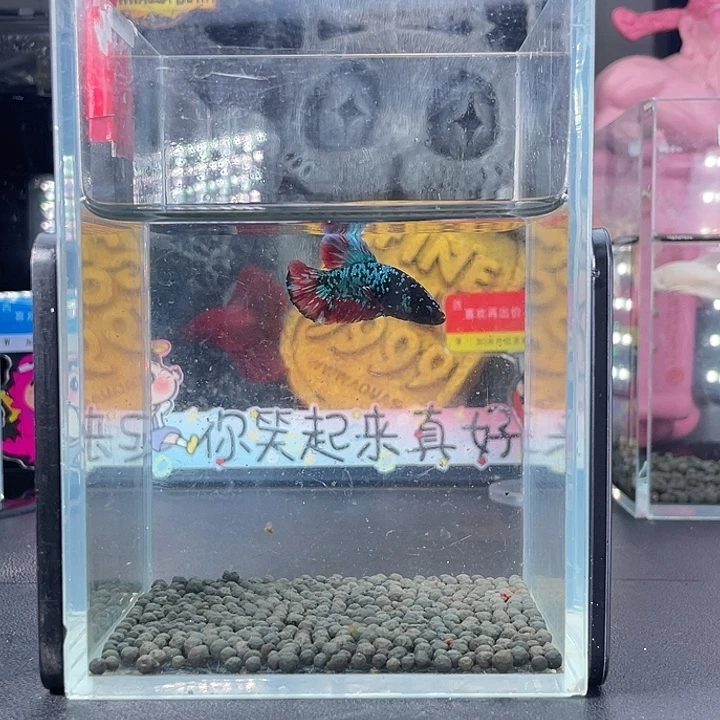 斗鱼57号926早暗黑