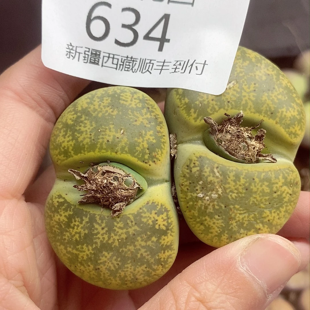 我还不确定了我明天634