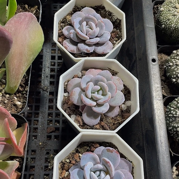 雪莲3.8带盆土发货