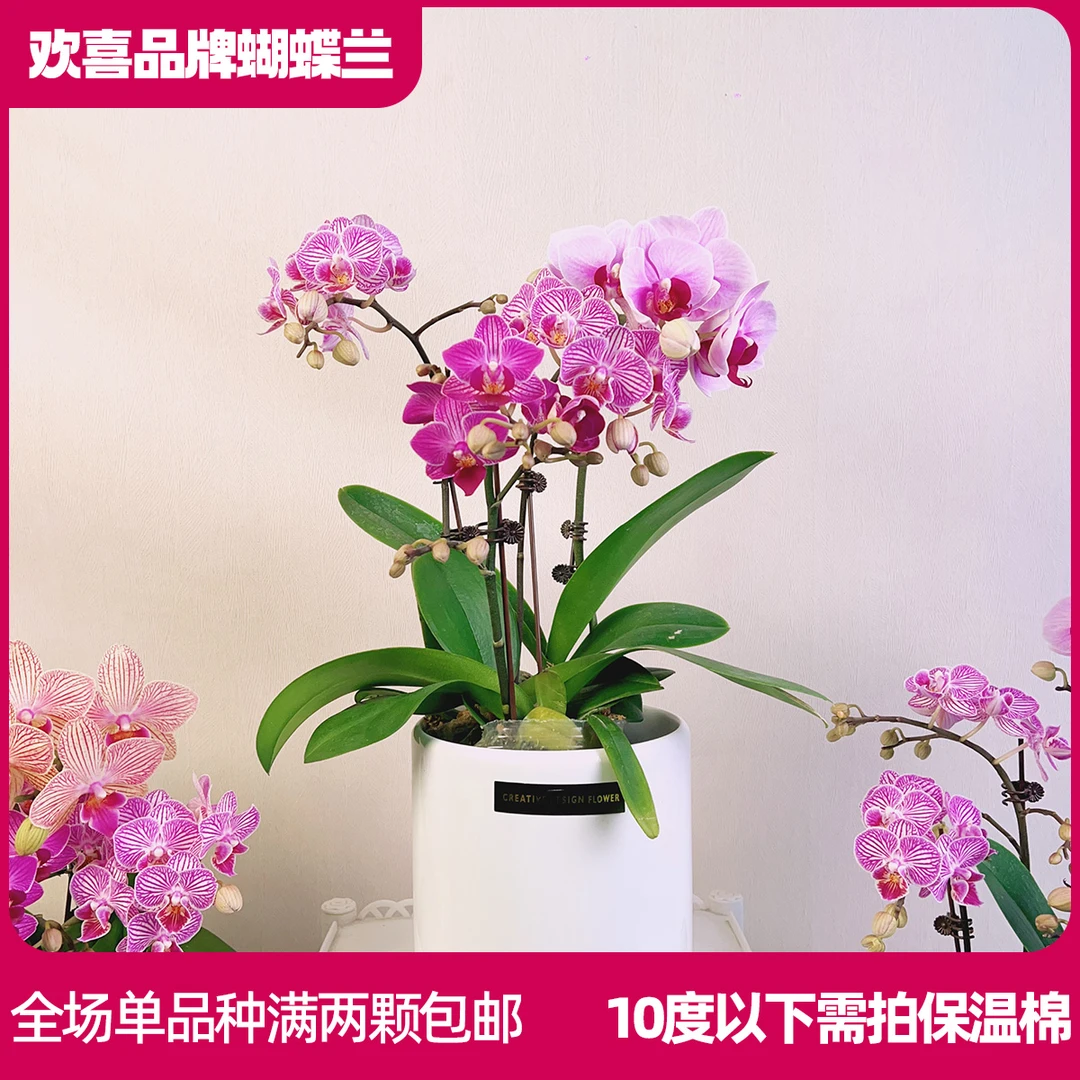 【套餐1】带盆精品蝴蝶兰鲜花绿植室内花盆景