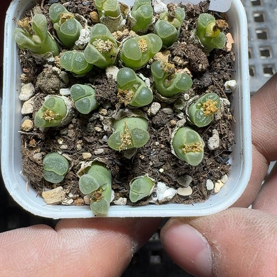 284 多肉植物多肉植物