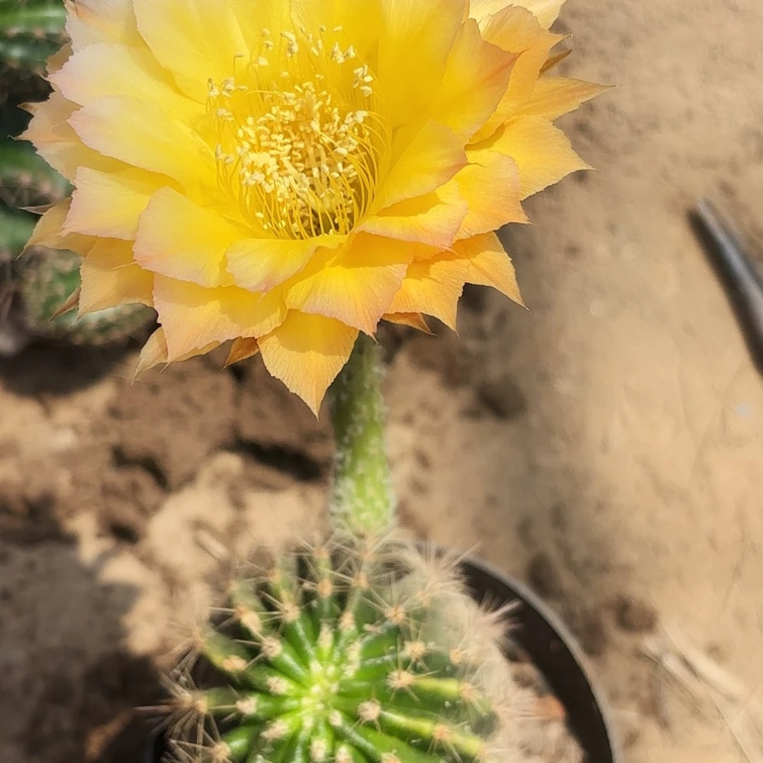 875 实生脱土脱花瑕疵