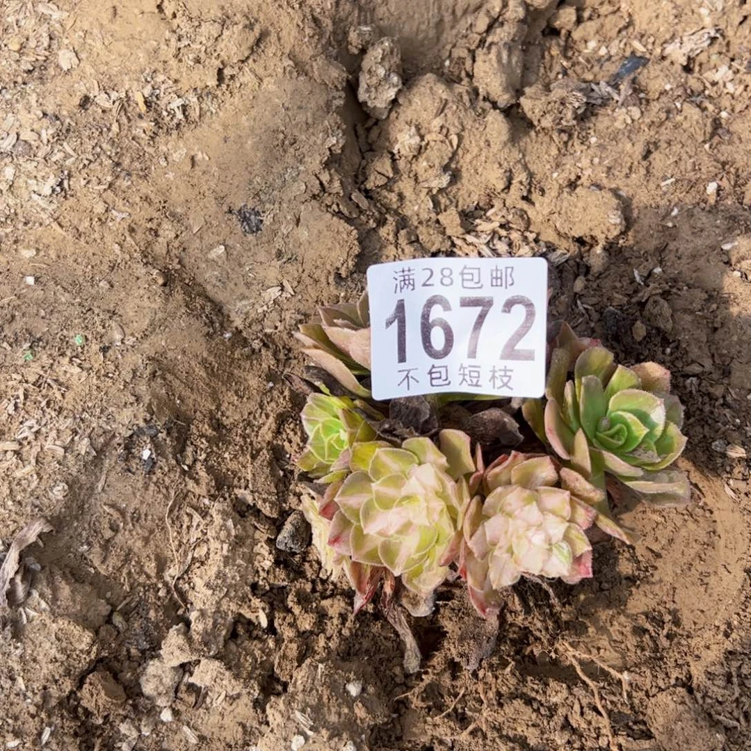 1672多肉海王7菜法师