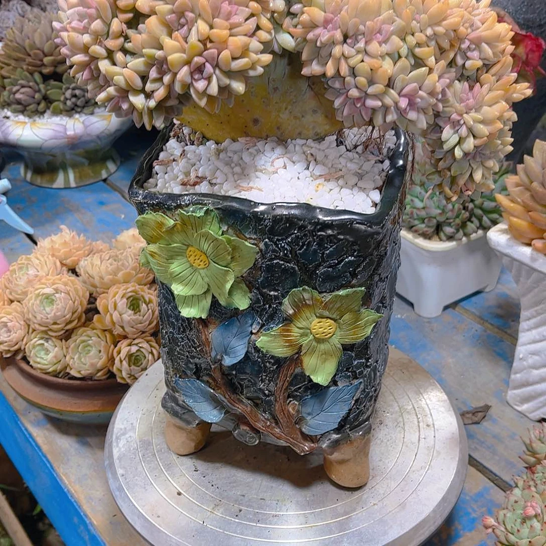 东***北多肉植物保护研究所