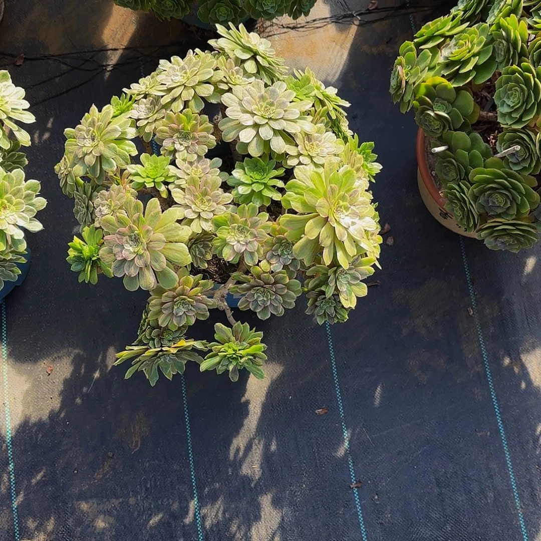 心****6多肉植物萤火粉黛老庄