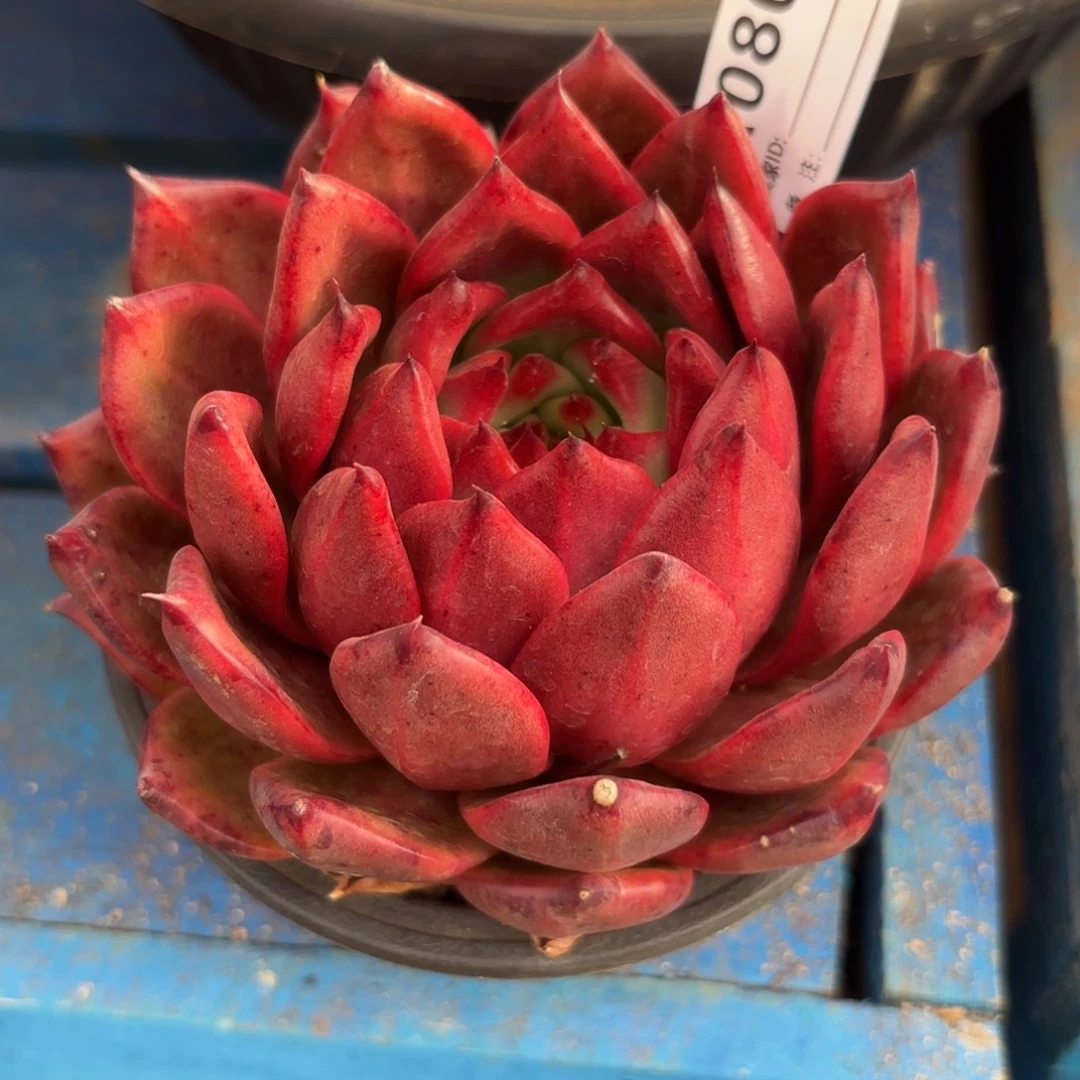 若茹东云单拍A080