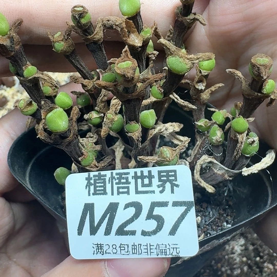 多肉植物的润泽分fv