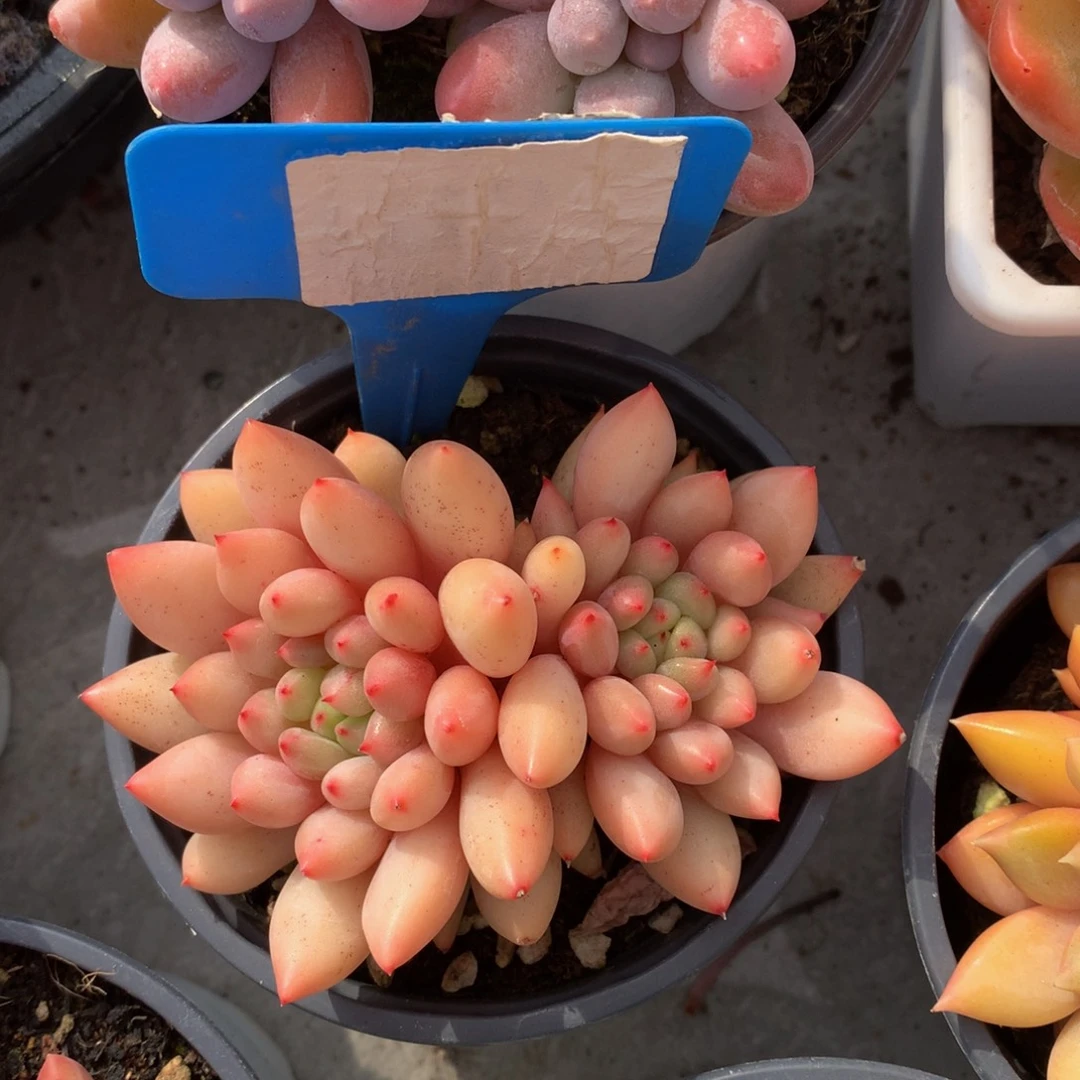 岩字uuwywuwuuwueuwu