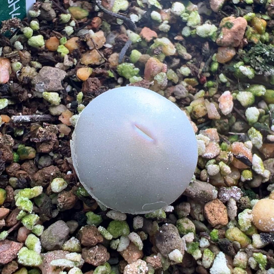 270。青蛙优选434V嘴