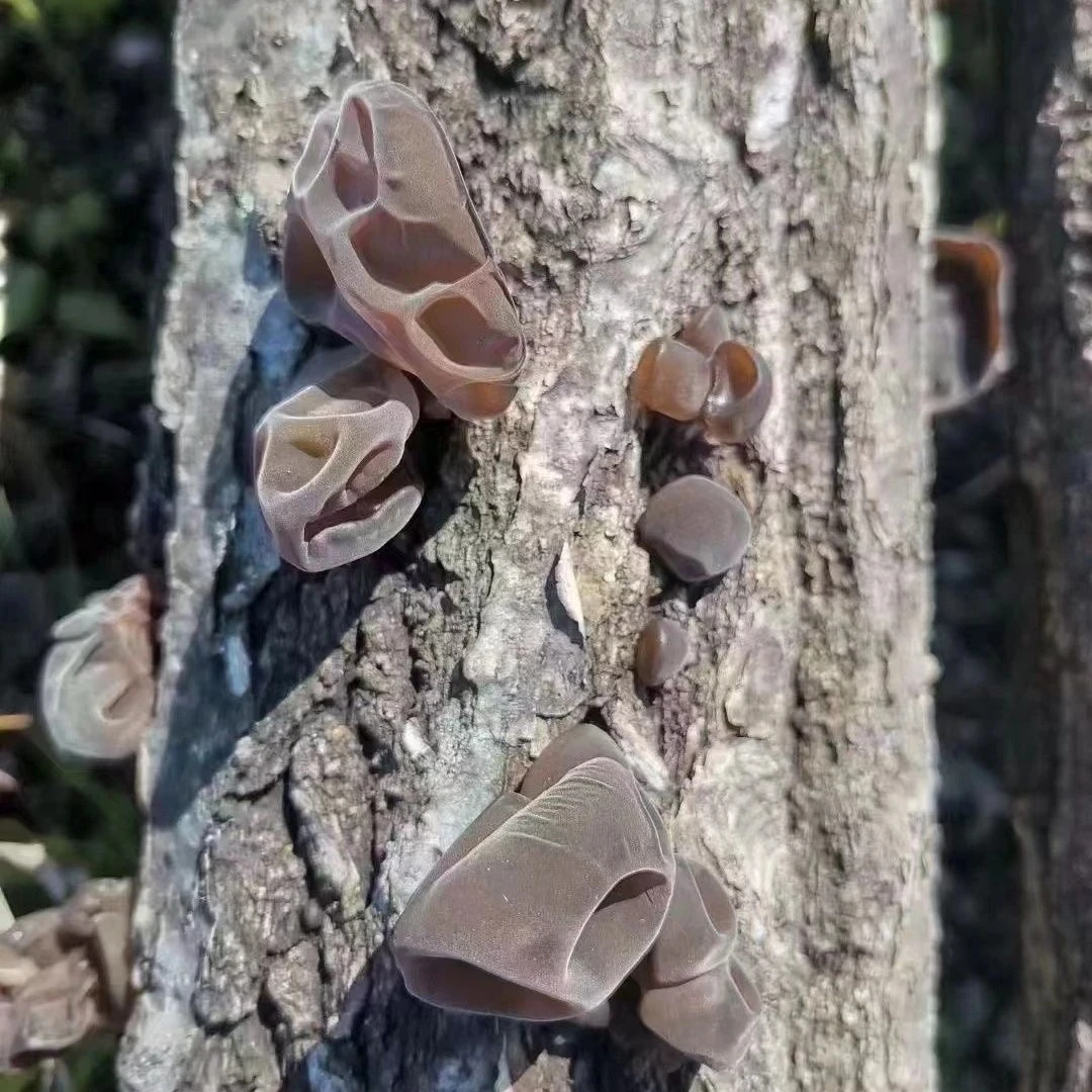 长白山特产精选黑木耳 500克