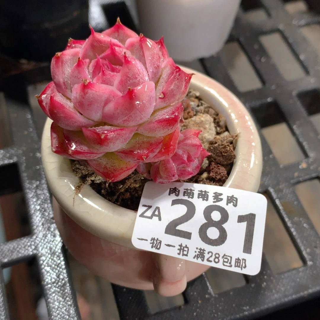 肉萌萌拇指盆精控多肉ZA281