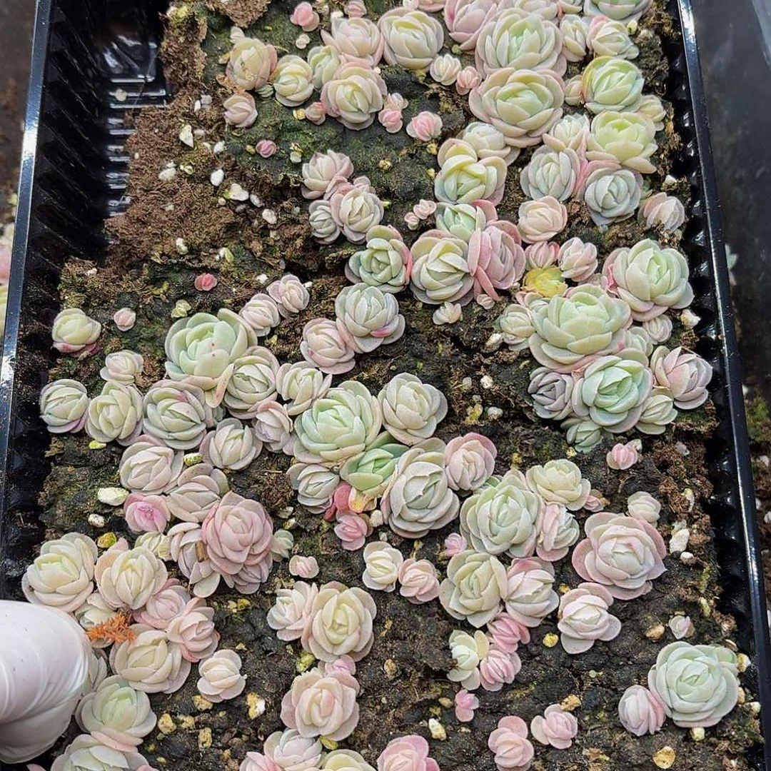 ❤️****多肉植物多肉植物840