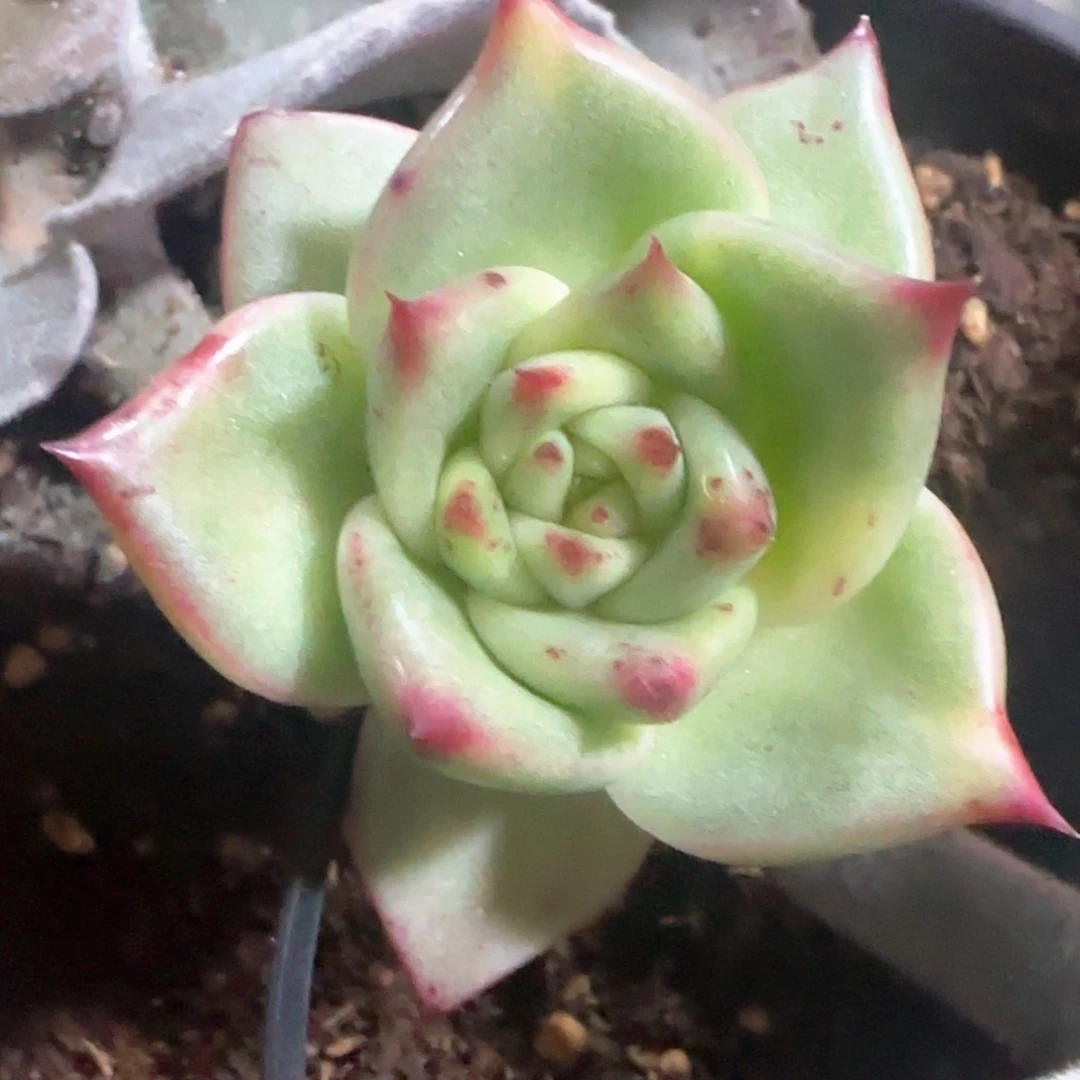 红枣蜜语锦 多肉植物