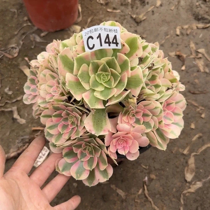 女巫……多肉植物……