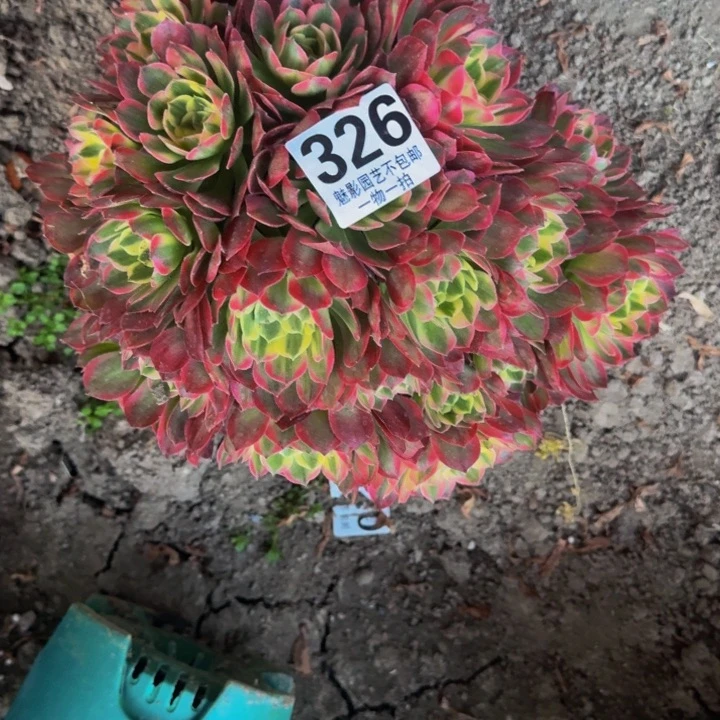 海王花27-15包邮花花