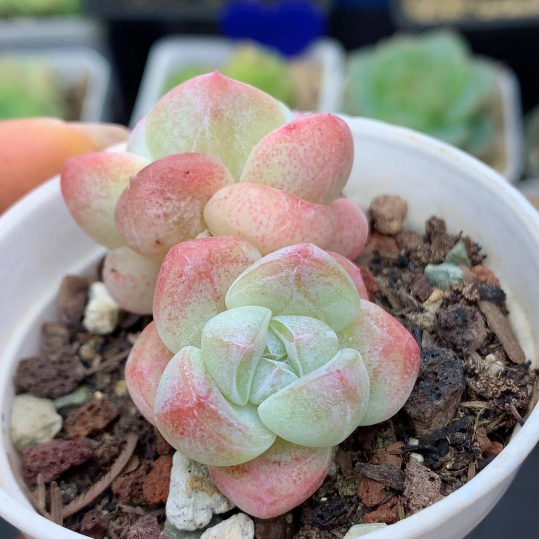 58包邮  群生不包整冰玉41