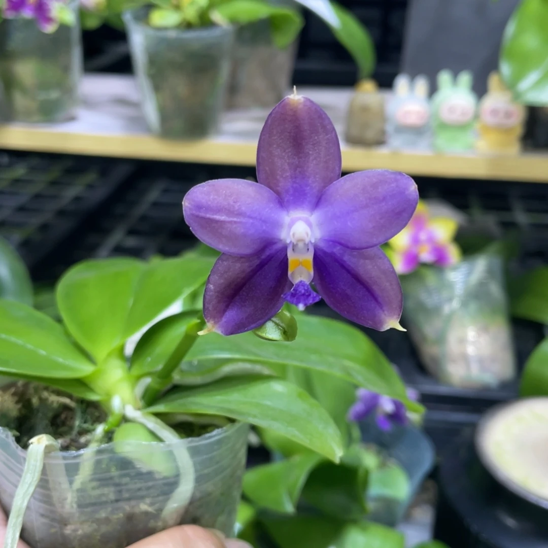 完全开放鱼鱼交蓝鸟