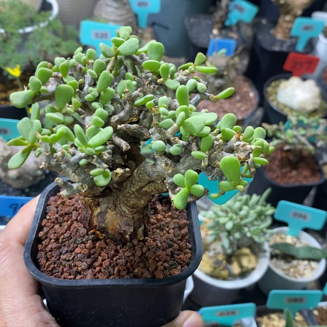 延寿城多肉植物一个