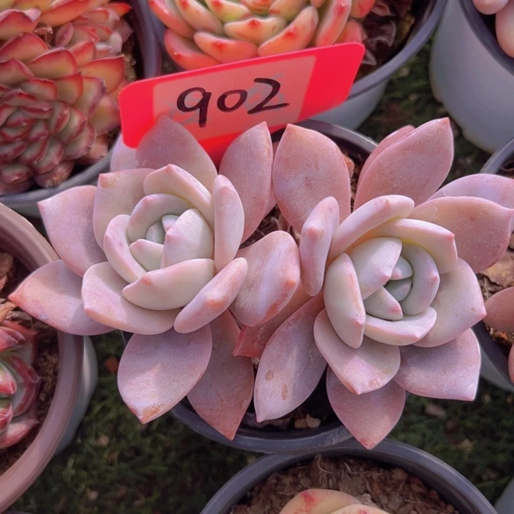 健健康康平平安安