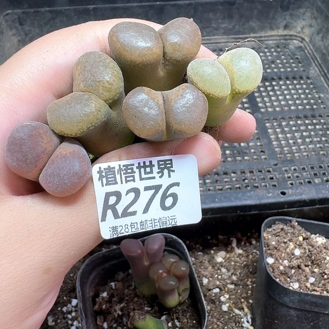多肉植物的润泽地c