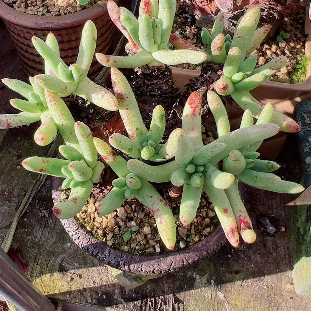 7501阿尔比弗洛亚仙女杯