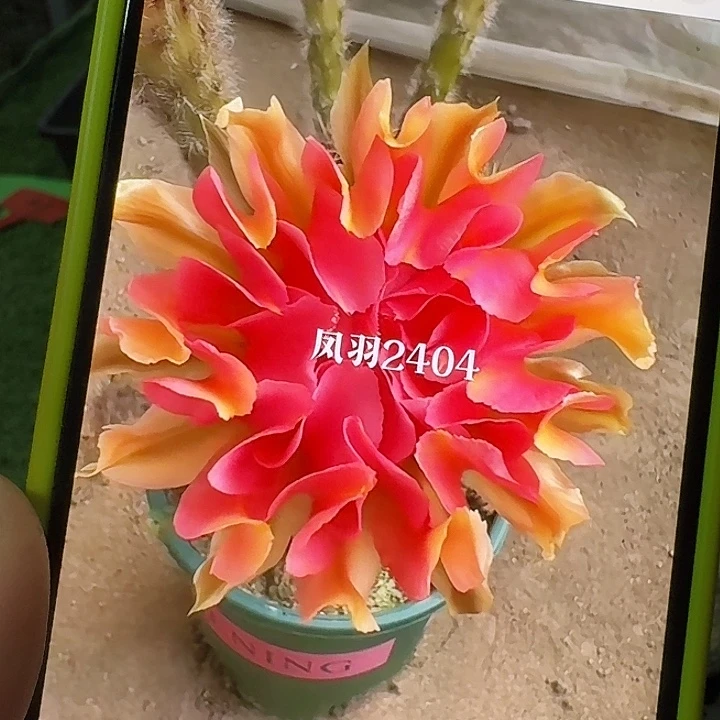 凤羽2404火龙果，侧芽，尺寸以直播间看到的为准，偏远不包邮