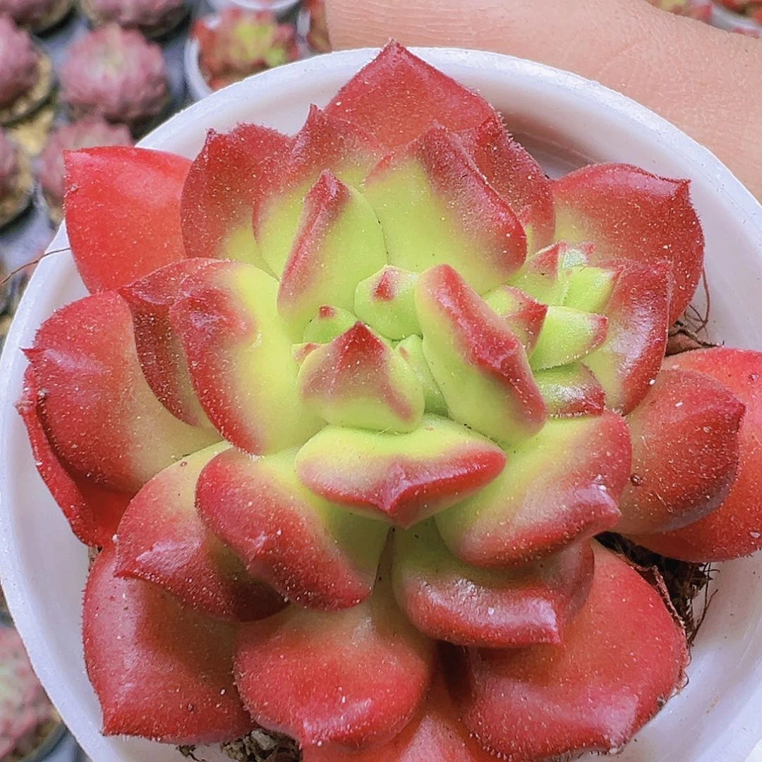 红灯笼带盆带土19包邮