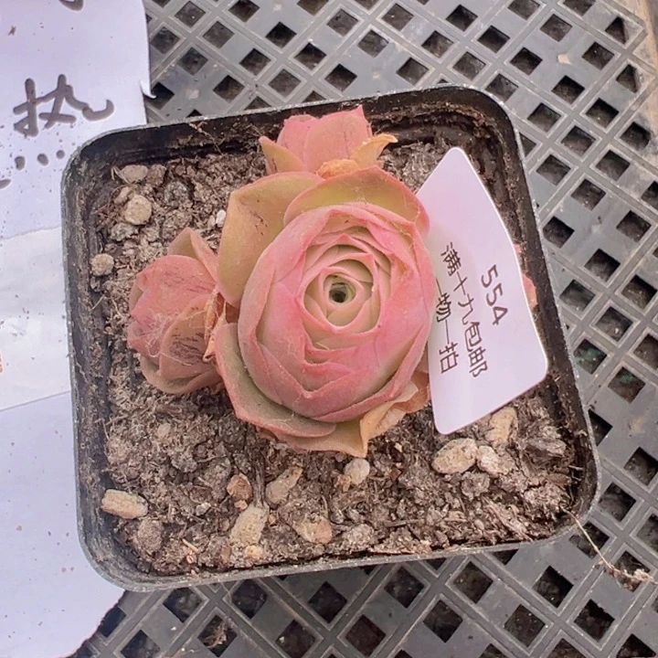 554 裸根不带土发货