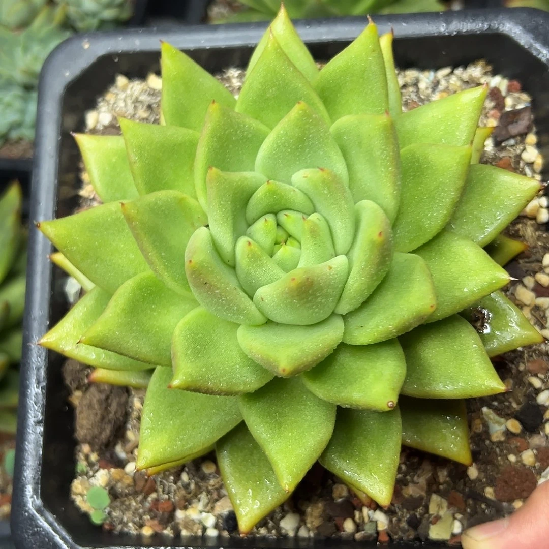 多肉植物一物一拍023