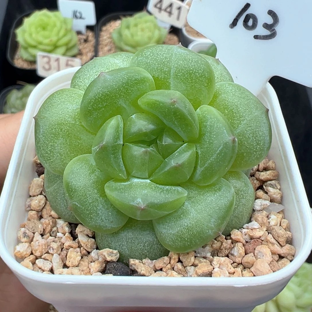 103号啊啊啊啊啊啊啊啊啊带崽