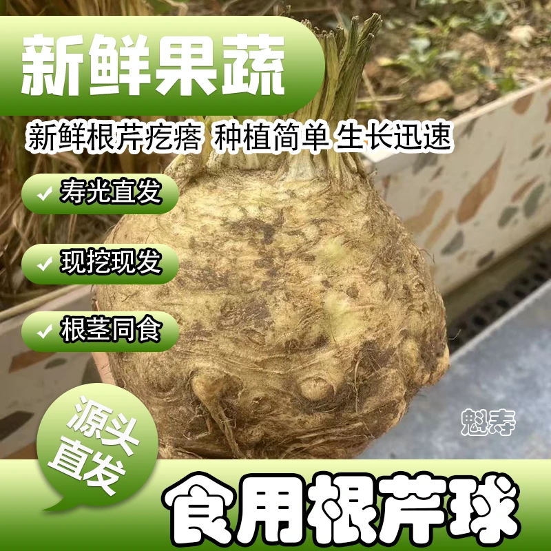 地中海根芹球根皇后高产春秋洋芹西芹芹菜四季阳台盆栽老桩新鲜